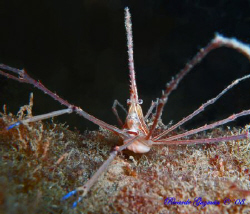 Spider Crab hanging out at night. by Ricardo Guzman 